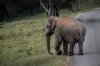 Tropik bir ormanda kırsal bir yoldan geçen vahşi bir fil. Huzurlu bir anda basamakların ortasında yakalandı..