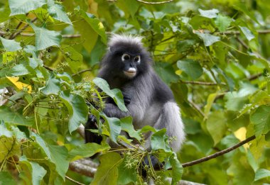 Koyu renkli bir langur maymunu, tropikal yapraklarla çevrili yapraklı bir ağaçta otururken yukarı doğru bakıyor..