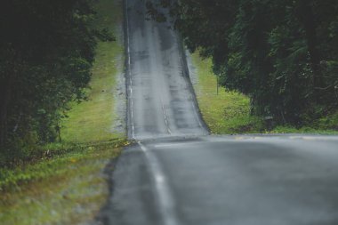 Yağmurdan sonra dağlık bir bölgede yoğun yeşil ağaçları kesen ıslak asfalt bir yolun manzarası.