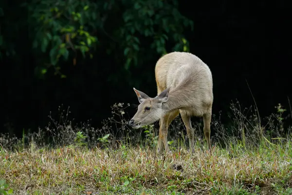 Karanlık bir orman arka planına sahip bir tarlada duran sambar geyiğinin yan görüntüsü. Gündüz vakti doğal bir ortamda yakalandılar..