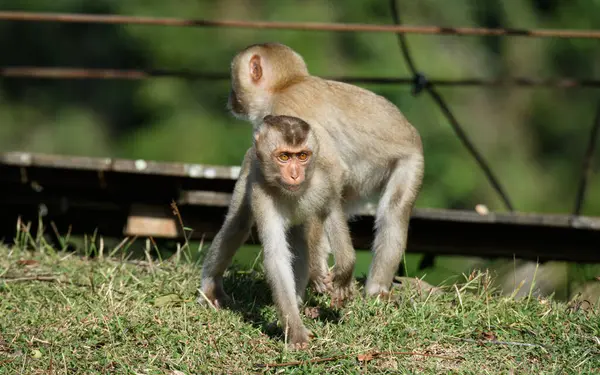 Bir maymunun derin düşüncelere dalmışken kuyruğundan bir diğeri tarafından çekildiği komik bir sahne. Ormandaki doğal ışıkta yakalandılar..