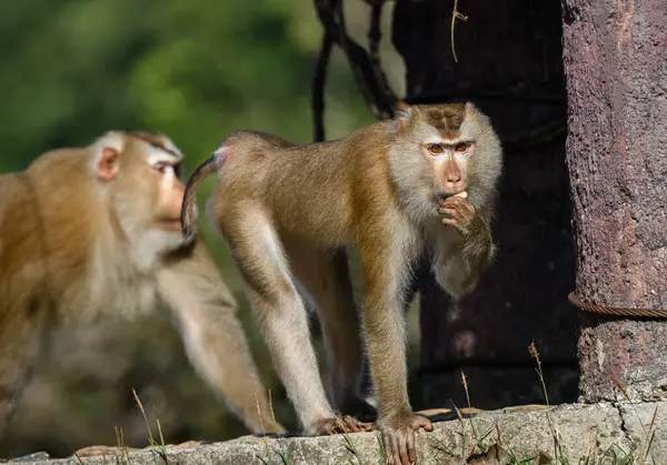 Çeşitli pozlarda siyah bir kedi. 