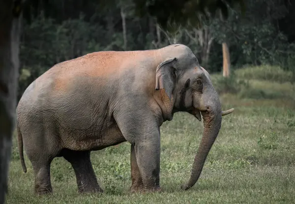 Yalnız bir Asya fili ormandaki çimli bir arazide duruyor. Gün boyunca doğal ışık altında yakalandılar..
