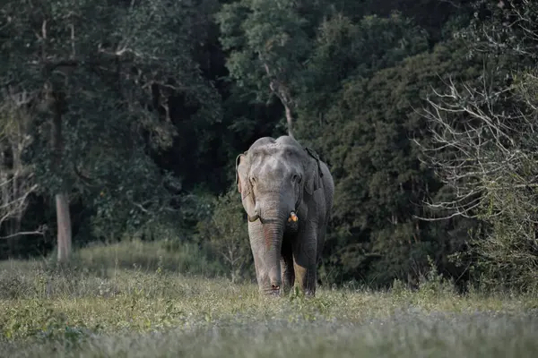 Tropikal bir ormanın kenarındaki çayırlarda yürüyen yalnız bir vahşi fil. Yumuşak gün ışığında yakalandı.