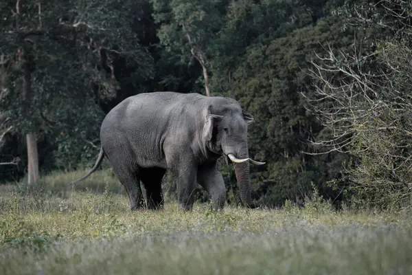 Tropikal bir ormanın kenarındaki çayırlarda yürüyen yalnız bir vahşi fil. Yumuşak gün ışığında yakalandı.