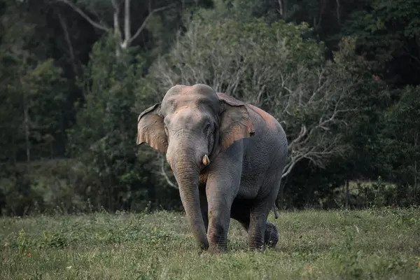 Tropikal bir ormanın kenarındaki çayırlarda yürüyen yalnız bir vahşi fil. Yumuşak gün ışığında yakalandı.