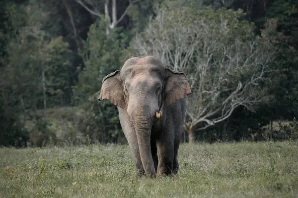 Tropikal bir ormanın kenarındaki çayırlarda yürüyen yalnız bir vahşi fil. Yumuşak gün ışığında yakalandı.