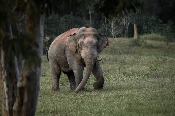 Vahşi bir fil ağaçların arkasından çimenli açık bir alana doğru yürüyor. Ormanın ortasında hareket halinde..