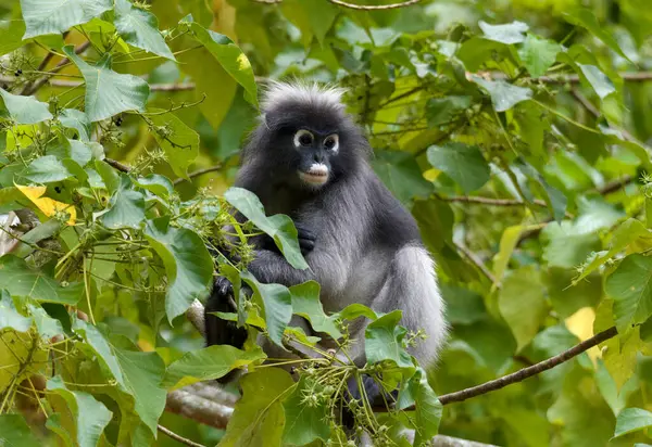 Koyu renkli bir langur maymunu, tropikal yapraklarla çevrili yapraklı bir ağaçta otururken yukarı doğru bakıyor..