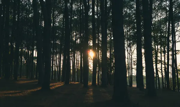 Mavi tonlu çam ormanı. Yüksek ağaçların arasından geçen dramatik güneş patlaması. Phu Hin Rong Kla Milli Parkı 'nda yakalandı..
