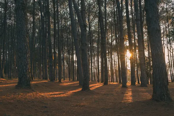 Mavi tonlu çam ormanı. Yüksek ağaçların arasından geçen dramatik güneş patlaması. Phu Hin Rong Kla Milli Parkı 'nda yakalandı..