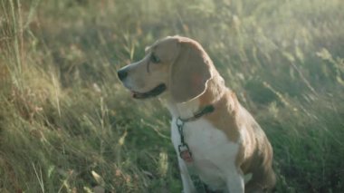 Yetişkin av köpeği sahada. Av köpeğini kapatın. Vahşi doğadaki av köpeği Güneşte oturuyor 