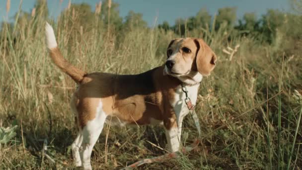 Dorosły Pies Gończy Boisku Zamykamy Beagle Doga Beagle Pies Dziczy — Wideo stockowe