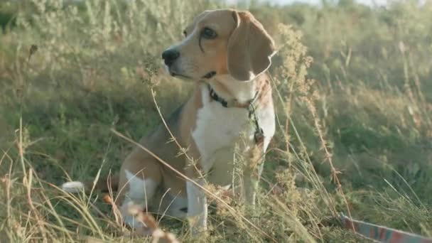 Cane Beagle Adulto Sul Campo Primo Piano Beagle Dog Beagle — Video Stock