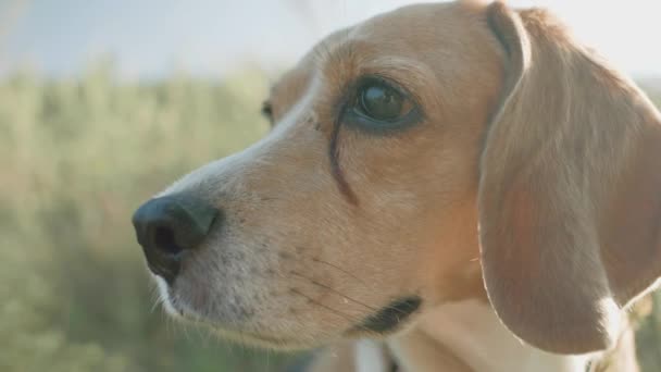 フィールド上の大人のビングル犬 ビングルドッグを閉じる 太陽の下に座っている野生のビーグル犬 — ストック動画