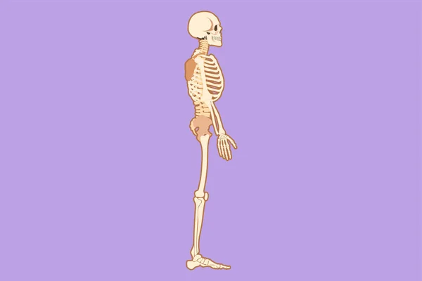 Графический Плоский Рисунок Боковой Вид Полный Анатомический Скелет Человека Индивидуальную — стоковый вектор