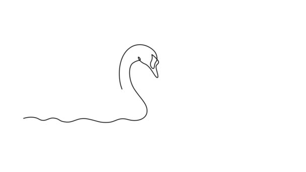 Auto Desenho Animação Desenho Linha Única Cisnes Bonitos Casal Nadando — Vídeo de Stock