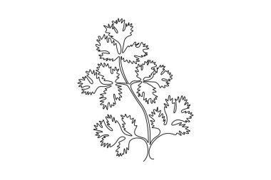 Çiftlik logosu kimliği için sağlıklı taze organik kişniş yaprağı çizmeye devam et. Sebze ikonu için taze Çin maydanozu kavramı. Tek çizgi çizimi tasarım vektörü grafik çizimi