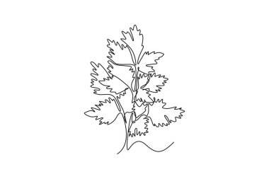 Çiftçi logosu kimliği için sağlıklı taze organik kişniş yaprağı çizimleri devam ediyor. Sebze ikonu için taze Çin maydanozu kavramı. Tek çizgi çizimi tasarım vektörü grafik çizimi