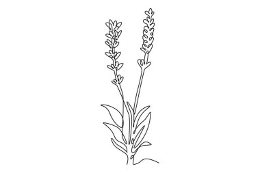Güzel, taze lavandula çizmeye devam et. Ev dekorasyonunun poster baskısı için. Davetiye kartı için basılabilir dekoratif lavanta çiçeği. Tek çizgi çizimi tasarım vektörü grafik çizimi