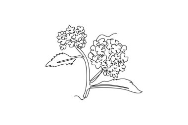 Ev dekorasyonu duvar posteri baskısı için tek sıra güzellik çizimi taze lantana. Tebrik kartı süsü olarak süslü bir verbena çiçeği. Bir çizgi çizimi grafik tasarım vektör çizimi