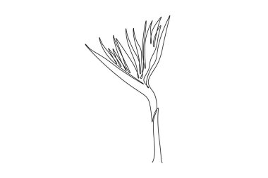 Ev yapımı duvar dekoru poster baskısı için tek sıra, güzel, taze strelitzia. Yeşil Park için dekoratif cennet kuşu çiçek konsepti. Aralıksız çizgi çizimi tasarım grafik vektör çizimi