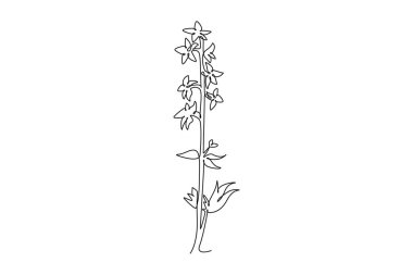 Continuous one line drawing beauty fresh larkspur for home decor wall art print poster. Decorative consolida perennial flower for invitation card. Single line draw design vector graphic illustration clipart