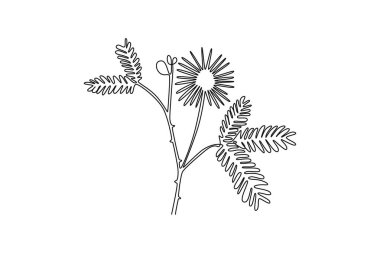 Güzel mimoza pudika çizimleri. Ev dekorasyonu için. Duvar posterleri için. Davetiye kartı için dekoratif bir çiçek. Tek çizgi çizimi tasarım vektörü grafik çizimi