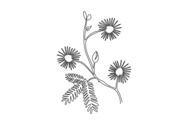 Sürekli bir çizgi, bahçe logosu için taze mimoza pudika çiziyor. Ev dekorasyonu, duvar dekorasyonu ve poster baskısı için dekoratif bitki konsepti. Tek çizgi çizimi tasarım vektörü grafik çizimi