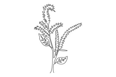 Bahçe logosu için taze amaranthus çizen tek sıra. Ev kâğıdı dekoru poster baskısı için dekoratif çiçek kavramı. Bir çizgi çizimi grafik tasarım vektör çizimi