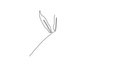 Tek bir çizginin kendi kendine çizimi güzellik simphtum bahçe logosunu kendine çekiyor. Ev dekorasyonu duvar resmi poster baskısı için dekoratif papatya çiçeği konsepti. Devamlı çizgi çekme. Tam uzunluk canlandırması