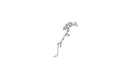 Kendi kendine çizim tek çizgi büyük egzotik acer pseudoplatanus ağacı ev dekorasyonu duvar resmi posterini çeker. Ulusal park logosu için dekoratif akçaağaç bitkisi. Devamlı çizgi çekme. Tam uzunluk canlandırması