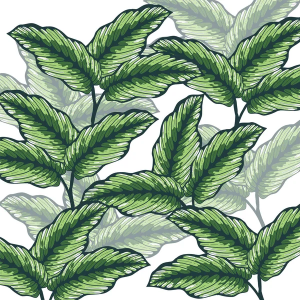 Nature Laisse Isolé Couleur Feuilles Tropicales Fond Illustration Vectorielle Dessinée — Image vectorielle