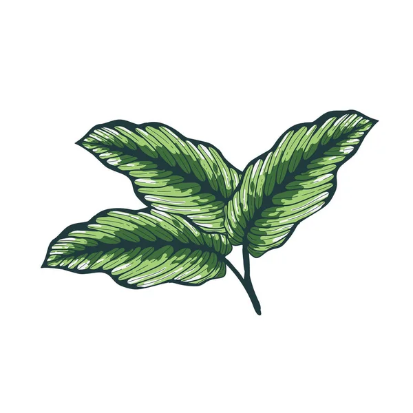 Die Natur Lässt Sich Isolieren Farbe Tropischen Blättern Hintergrund Handgezeichnete — Stockvektor