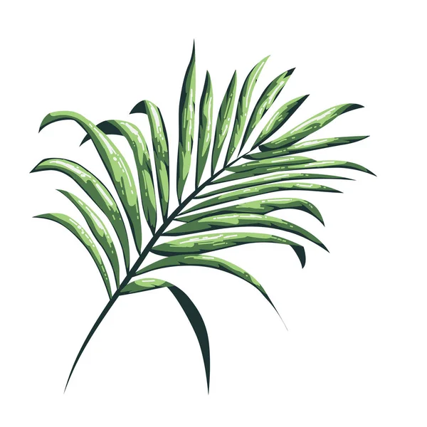 Natureza Deixa Isolada Cor Folhas Tropicais Fundo Ilustração Vetorial Desenhada — Vetor de Stock