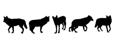 Vahşi bir tilkinin silueti.