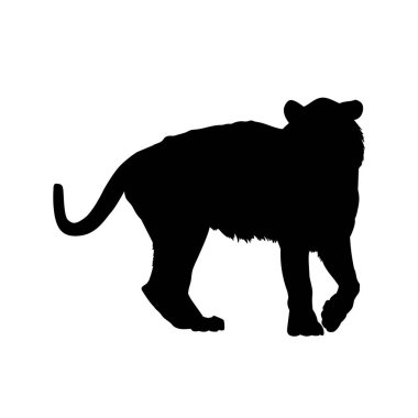 Yürüyen bir kaplanın silueti