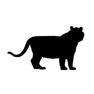 Yürüyen bir kaplanın silueti
