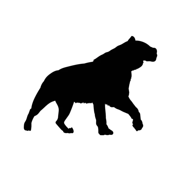 Silhouette Tigre Ambulant — Image vectorielle