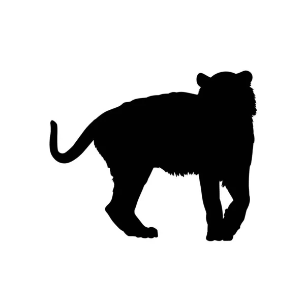 Silhueta Tigre Ambulante —  Vetores de Stock