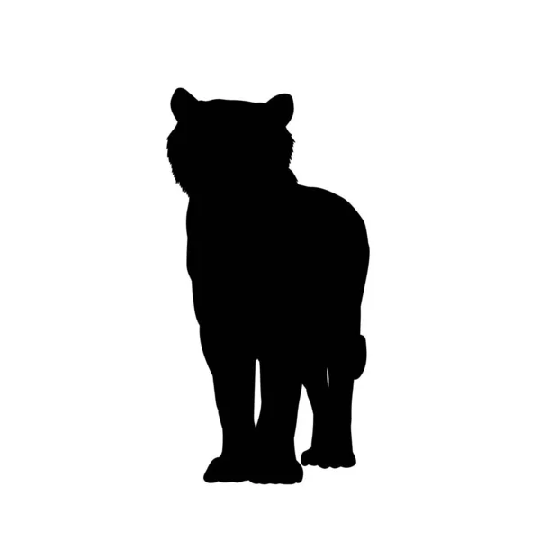 Silhouette Walking Tiger — Stock Vector