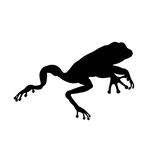 树蛙或蟾蜍两栖动物的轮廓 在白色背景下隔离 — 图库矢量图片