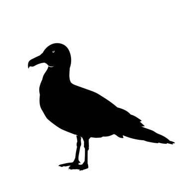 Ayakta duran küçük bir kuşun silueti.