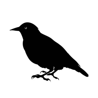 Küçük bir kuşun silueti