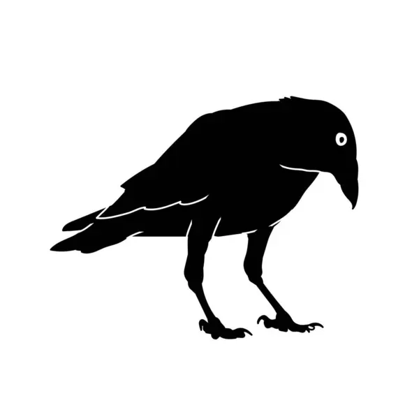 一般的なレイブン鳥のシルエット — ストックベクタ