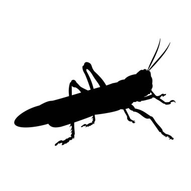 Çekirge böceğinin siluet çizimi