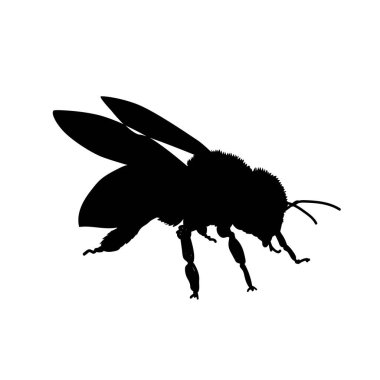 Eşek arısının silüeti.