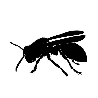 Eşek arısının silüeti.