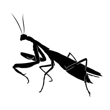 bir çekirge silüeti