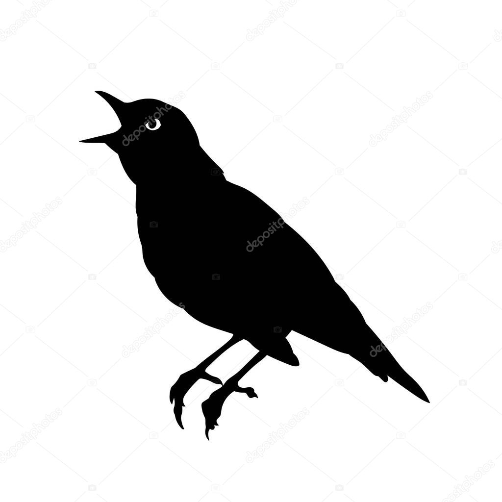Silhouette of a small robin canary bird